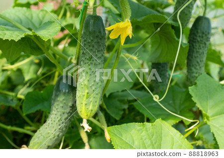 Cucumber plant close-up with cucumbers and green leaves and yellow flowers of vegetable grow in greenhouse. Organic food agriculture concept. Nature background for branding, banner, cover, card. High Cucumber plant close-up with cucumbers and green leaves and yellow flowers of vegetable grow in greenhouse. Organic food agriculture concept. Nature background for branding, banner, cover, card. High 88818963