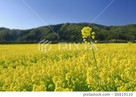 Rapeseed field Rapeseed field 88819110