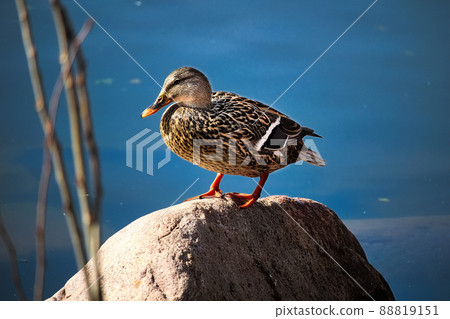 A female mallad stands on a bolder with a water background 88819151