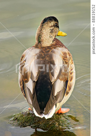 The back of juvenile male duck starting to molt 88819152
