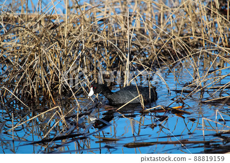 An American Coot swimming amongst dry cattails 88819159