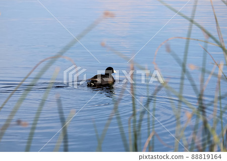 An American Coot swimming away amongst reeds An American Coot swimming away amongst reeds 88819164