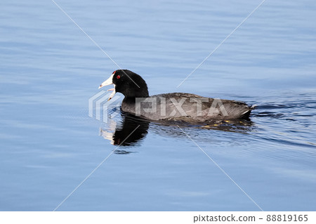 An American Coot with its beak open showing its tongue An American Coot with its beak open showing its tongue 88819165