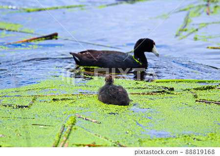 An American Coot and chick swimming in water covered in duck weed An American Coot and chick swimming in water covered in duck weed 88819168