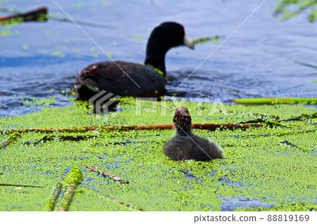 An American Coot and chick swimming in water covered in duck weed An American Coot and chick swimming in water covered in duck weed 88819169