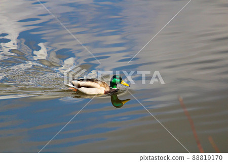A male mallard with its reflection swims in water 88819170