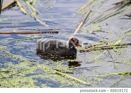 An American Coot chick that is several days old An American Coot chick that is several days old 88819172