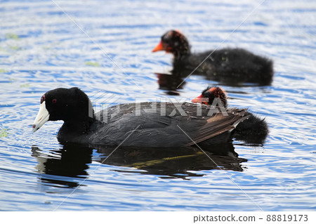 Am American Coot with two blurred chicks in the background Am American Coot with two blurred chicks in the background 88819173