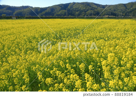 Rapeseed field Rapeseed field 88819184