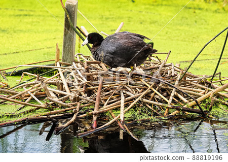 An American Coot crawling into a nest of eggs An American Coot crawling into a nest of eggs 88819196