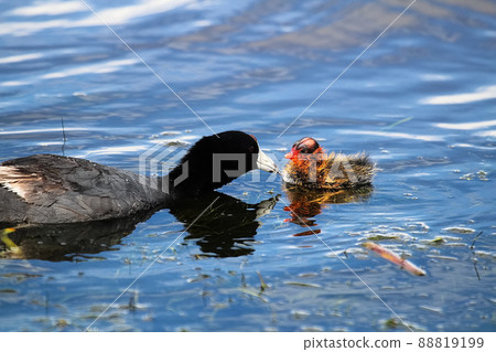 An American Coot swimming with a chick An American Coot swimming with a chick 88819199