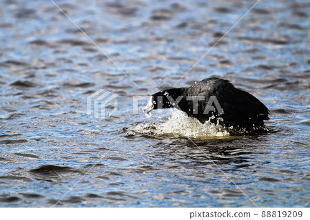 A protective American Coot doing a warning display A protective American Coot doing a warning display 88819209