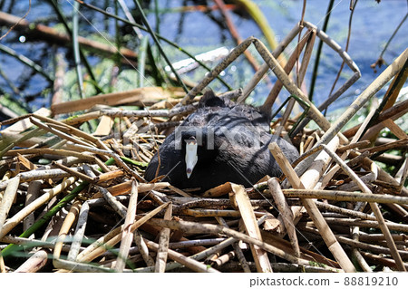An American Coot sitting on a nest of reeds An American Coot sitting on a nest of reeds 88819210