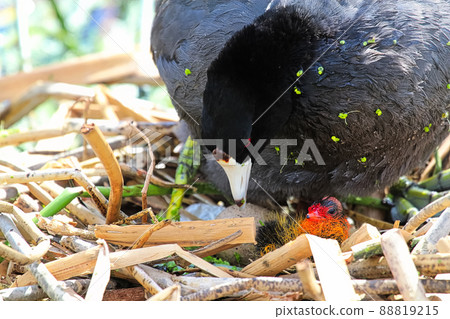 A protective American Coot and newly hatched chick A protective American Coot and newly hatched chick 88819215