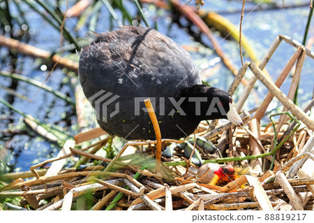 A protective American Coot and newly hatched chick A protective American Coot and newly hatched chick 88819217
