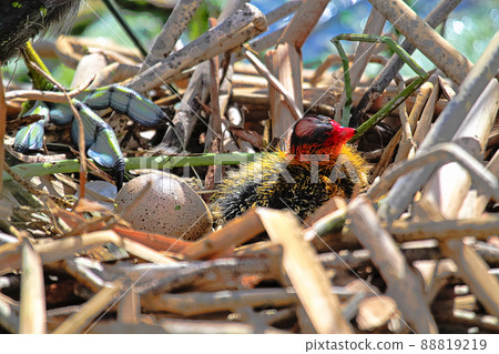 An American Coot chick in a nest beside another egg An American Coot chick in a nest beside another egg 88819219