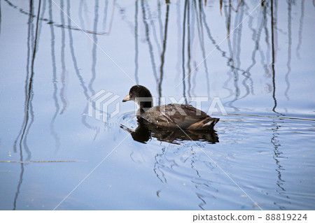 A juvenile American Coot swimming in water with reeds A juvenile American Coot swimming in water with reeds 88819224