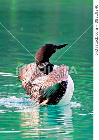 Closeup view of a common loon breaching the water Closeup view of a common loon breaching the water 88819240