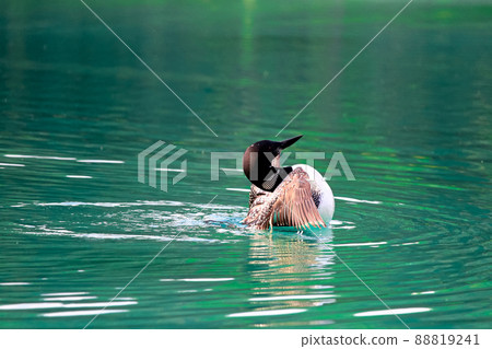 A common standing upright in the water A common standing upright in the water 88819241