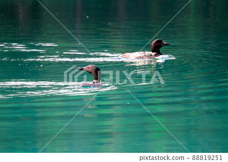 Two loons swimming in blue green water Two loons swimming in blue green water 88819251