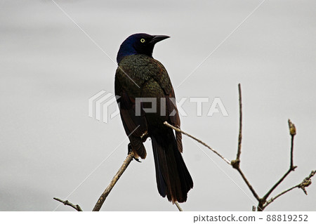 Common Grackle sitting on a branch with a gray background Common Grackle sitting on a branch with a gray background 88819252