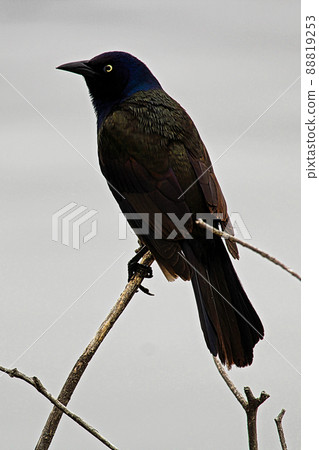Common Grackle sitting on a branch with a gray background Common Grackle sitting on a branch with a gray background 88819253