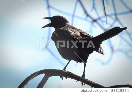Silhouette of a common grackle sitting on tree branches Silhouette of a common grackle sitting on tree branches 88819254