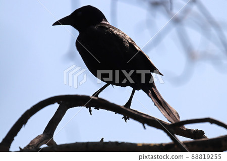 Silhouette of a common grackle sitting on tree branches Silhouette of a common grackle sitting on tree branches 88819255