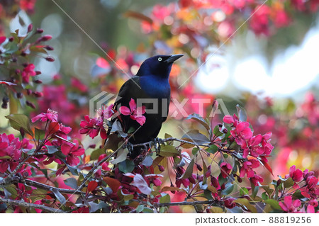 A common grackle sits inbetween pink flower in a tree 88819256