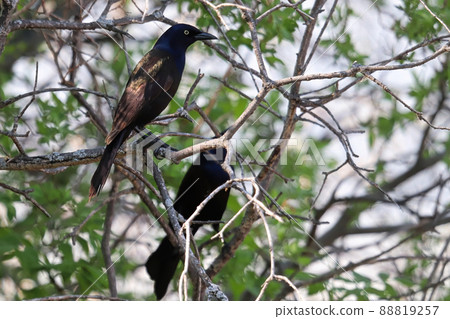 Two common grackles sit in a tree Two common grackles sit in a tree 88819257