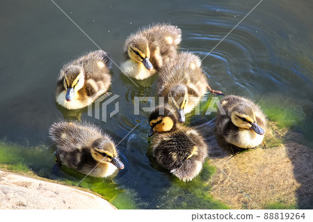 A group of Mallard ducklings swimming near rocks 88819264