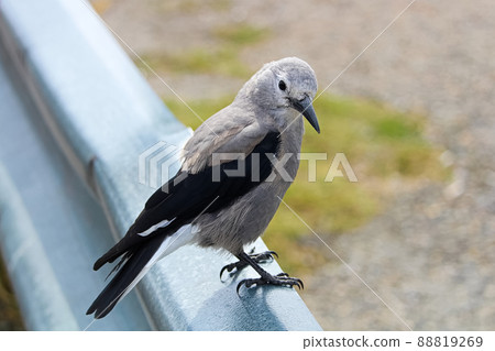 A Clark's Nutcracker bird sitting on a barrier rail 88819269