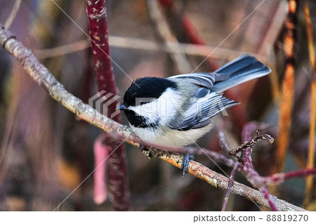 A chickadee sitting on a branch in winter 88819270