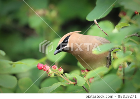 Closeup of a Cedar Wax Wing bird sitting in a berry bush Closeup of a Cedar Wax Wing bird sitting in a berry bush 88819271