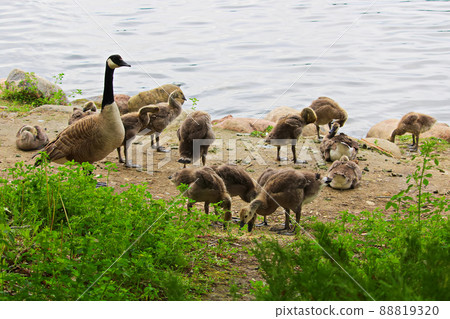 A group of juvenile Canada Geese being watched by a parent A group of juvenile Canada Geese being watched by a parent 88819320
