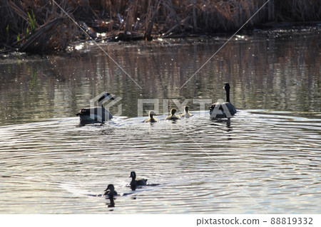 A family of Canadian geese swimming near other ducks A family of Canadian geese swimming near other ducks 88819332