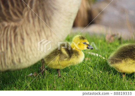 Closeup of a gosling with its' parent close by Closeup of a gosling with its' parent close by 88819333