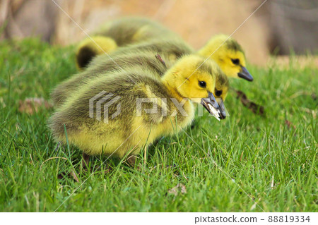Closeup of goslings eating bread that people feed it Closeup of goslings eating bread that people feed it 88819334