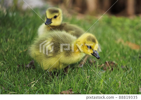 Closeup of two baby goslings in the grass Closeup of two baby goslings in the grass 88819335