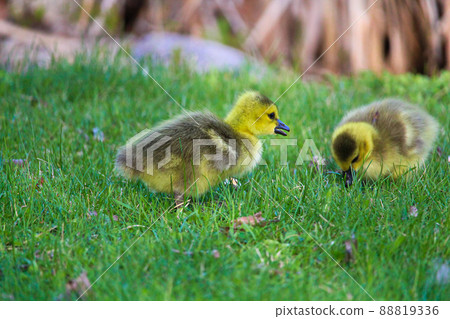 Closeup of two baby goslings in the grass Closeup of two baby goslings in the grass 88819336