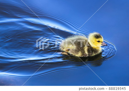 A baby gosling swims in mirror blue water A baby gosling swims in mirror blue water 88819345