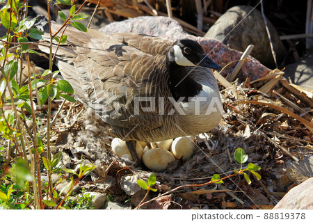 A mother Canadian Goose standing over her next os eggs A mother Canadian Goose standing over her next os eggs 88819378