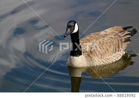 A Canada Goose swimming on calm blue water 88819392