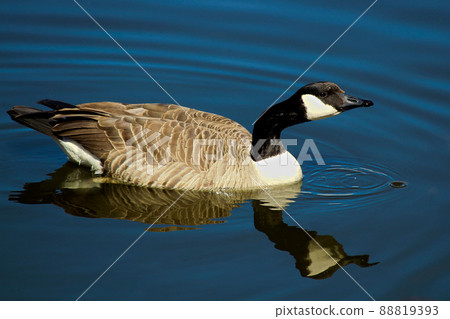 A Canada Goose swimming on calm water with its' reflection 88819393