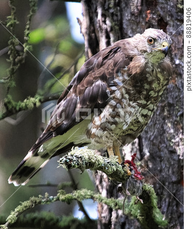 A broad-winged Hawk sits on a branch with a mouse in its talons 88819406
