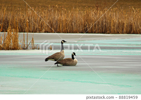 A pair of Canadian Geese back in the spring A pair of Canadian Geese back in the spring 88819459