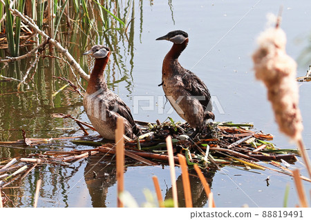 Two red-necked grebe stand on a nest with an egg 88819491