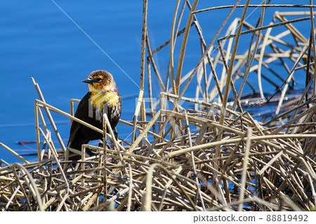 A female yellow headed blackbird sitting on some reeds 88819492