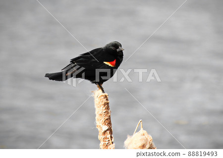 Red winged blackbird sitting on a dried cattail with a grey background 88819493