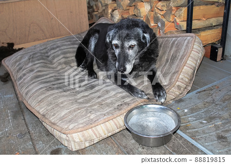 A sad dog with a frozen water bowl A sad dog with a frozen water bowl 88819815
